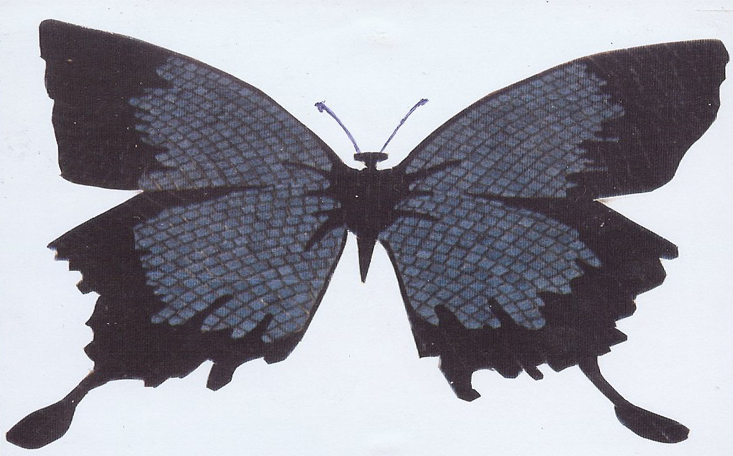  - 26 Butterfly Logo.jpg